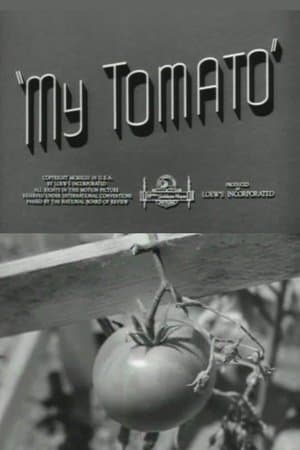 My Tomato My Tomato