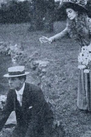 Water Lilies Water Lilies