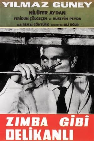 Zımba Gibi Delikanlı Zımba Gibi Delikanlı