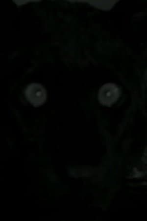 You I Tourneur You I Tourneur